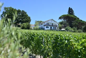 White traditional house surrounded by lush vineyards and mature trees at Chalet des Perchés, a wine estate near Bordeaux, under clear blue sky.