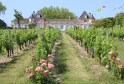 View of Château Loudenne with vineyards in foreground, pink castle building with pointed towers, rows of grapevines and pink roses, international flags in background, Bordeaux region.