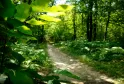 Winding forest path through dense green woodland at Bois de Margnat in Bordeaux, with sunlight filtering through the foliage.