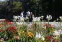 Blooming flower garden in Parc Bordelais featuring white irises, red and orange dahlias, and pink flowers in the foreground, with visitors and ornamental fencing visible in the background.
