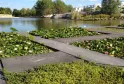 Water basin at Bordeaux Bastide Botanical Garden featuring white and pink water lilies in cultivation beds, with the Garonne river visible beyond