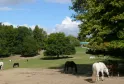 Horses of various colors grazing in a lush meadow at the Domaine de la Burthe in Bordeaux, with majestic trees and a clear sky in the background.