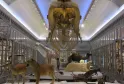 Museum gallery at Bordeaux Museum displaying prehistoric mammal skeletons including a giant suspended skull, lions, a camel and other extinct species in glass display cases.