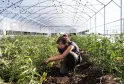A woman crouching in an agricultural greenhouse inspecting growing tomato plants at Château Les Joualles Cormeil Figeac in Bordeaux.