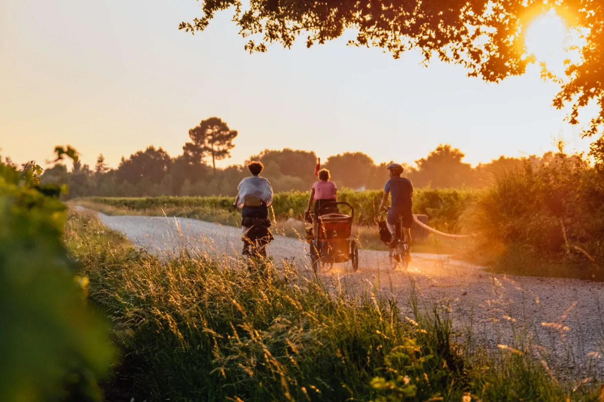Coucher de soleil dans les vignes