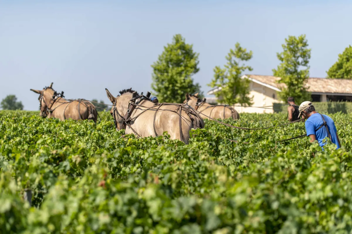 Vincent Bengold LABELS - Domaine de Chevalier